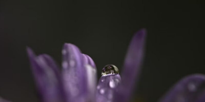 Venus retrograde in Scorpio 2026